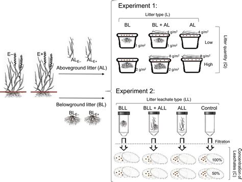 Endophytes Shape The Legacy Left By The Above And Belowground Litter