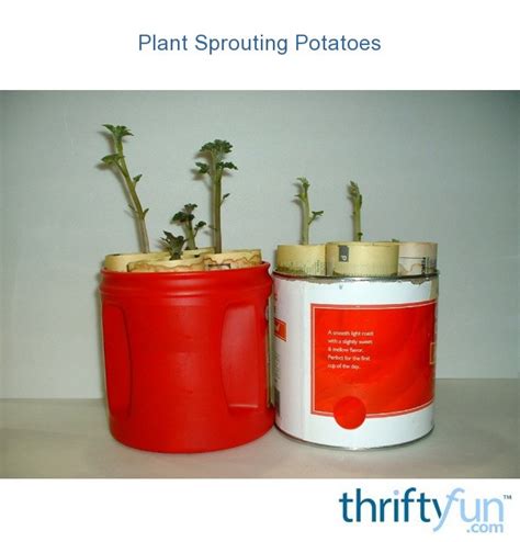 Plant Sprouting Potatoes | ThriftyFun