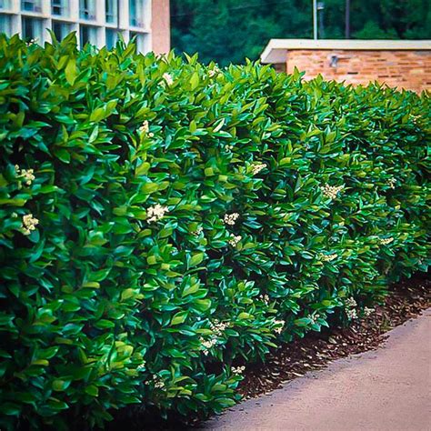 Waxleaf Privet Shrubs For Sale Online The Tree Center™