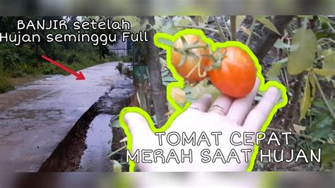 Banjir Hampir Masuk Rumah Update Kebun Tomat Terong Dan Cabe YouTube