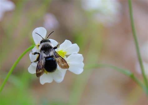 Bumble Bee Pollination Nature Free Photo On Pixabay Pixabay