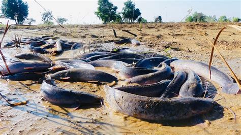 Wow Unbelievable Fishing Fisherman Fishing By Hand In Dry Season