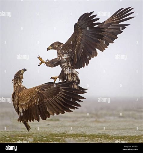 Golden Eagle Attacks Child