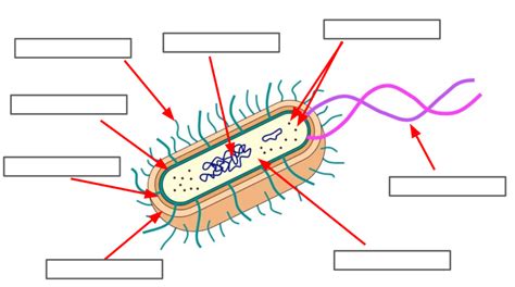 Biology Honors Quiz A B Bacterium Diagram Quizlet