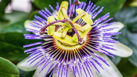 Significado de flor de maracujá conheça a flor da paixão