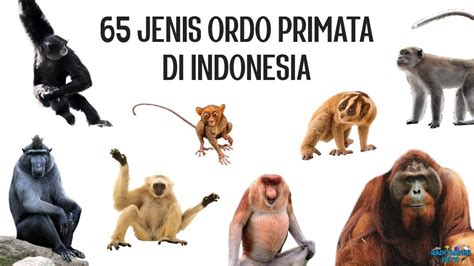 65 Jenis Primata Di Indonesia YouTube