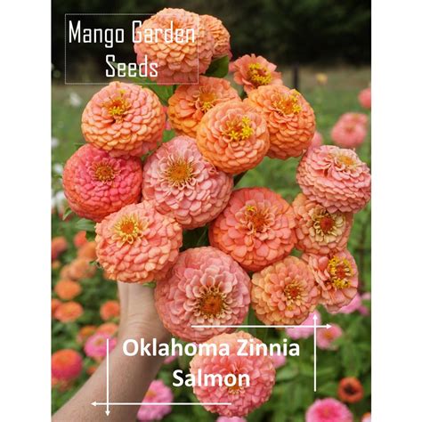 Oklahoma Salmon Zinnia Seeds 10 Seed Pot Friendly Tanam Pasu Bunga