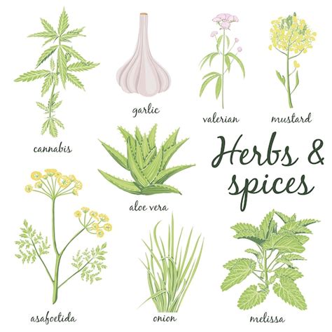 Premium Vector Herbs And Spices Set In Hand Drawn