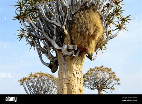 Kokerboom Or Quiver Tree Aloe Dichotoma With Sociable Weaver