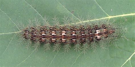 The Deadliest Caterpillar On The Planet - Lonomia obliqua | OddFeed