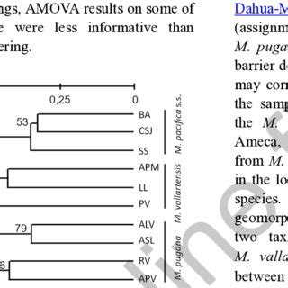 UPGMA Dendrogram Showing The Genetic Relationships Of The M Pacifica