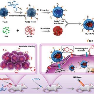 Schematic Illustration Of N Labeled T Cell Membranebiomimetic