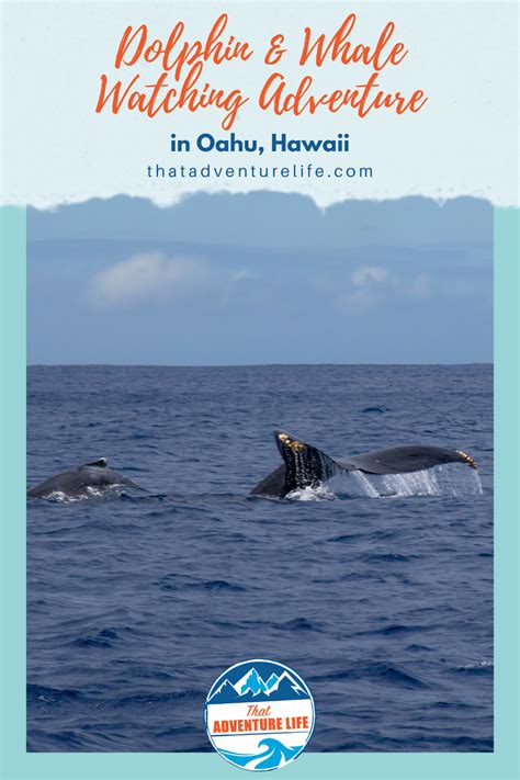 Have Fun Dolphin And Whale Watching Adventure In Oahu Hawaii Whale