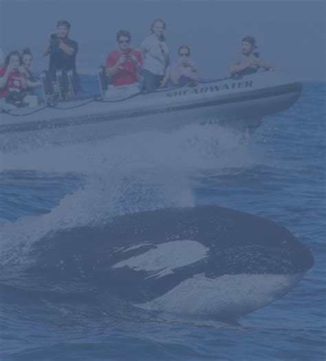 Newport Coastal Adventure | The Ultimate Whale Watching Adventure!