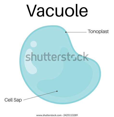 Structure Functions Vacuole Stock Vector Royalty Free 2425113289