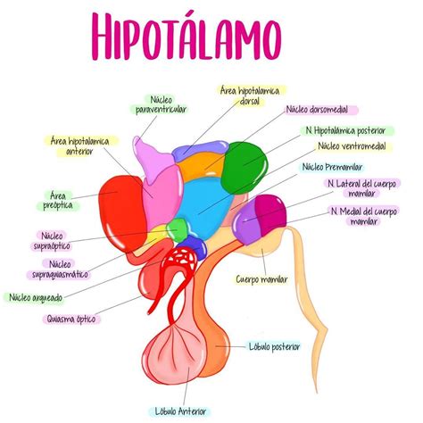 Pin en neuroanatomia Cosas de enfermeria Anatomía médica Anatomia