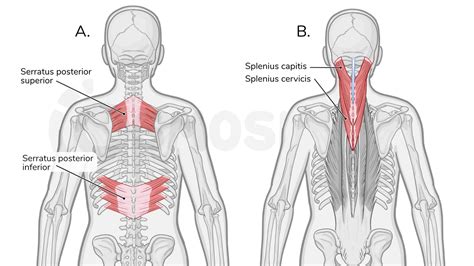 Muscles Of The Back Osmosis