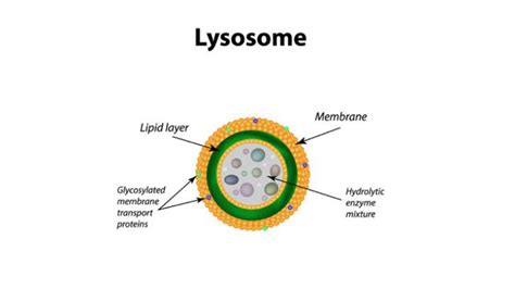 Functions Of The Lysosomes