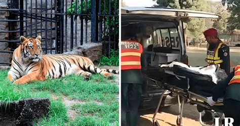 Hombre visita el zoológico y muere devorado por tigres personal solo