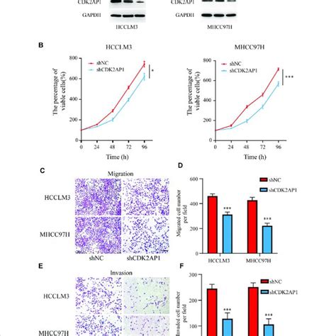 Cdk Ap Promotes Proliferation And Migration Of Hcc Cell Lines In Vitro