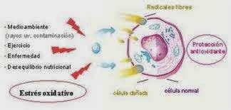 Qué es el estrés oxidativo y cómo daña la salud MUNDO SENCILLO