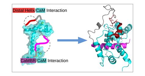 Calmodulincalcineurin Interaction Beyond The Calmodulin Binding Region