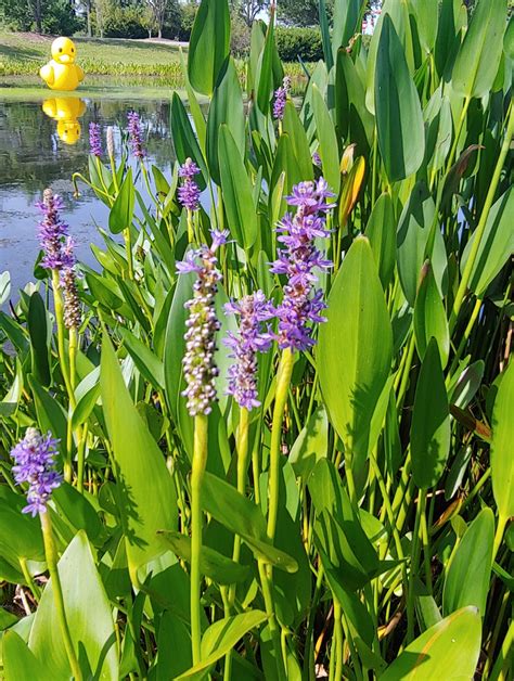 Pontederia cordata (Pickerelweed, Pickerel Weed) | North Carolina Extension Gardener Plant Toolbox