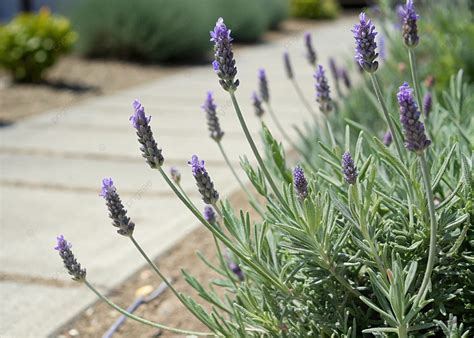 beautiful garden scene  lavender plants  full bloom  natural