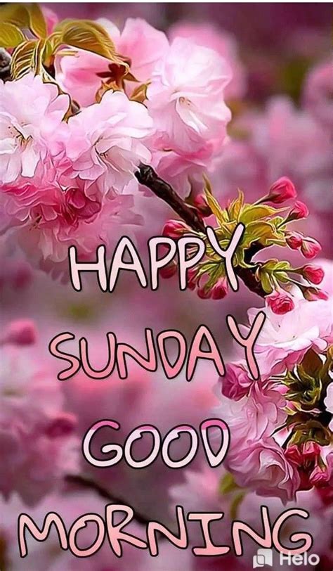 Pin By Harihara Sahoo On Happy Sunday Good Morning Flowers Quotes