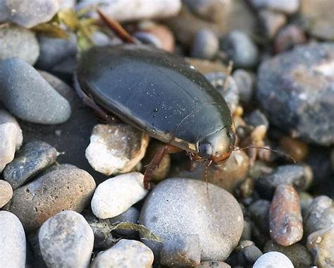 Predacious Diving Beetle Cybister Fimbriolatus Bugguide Net