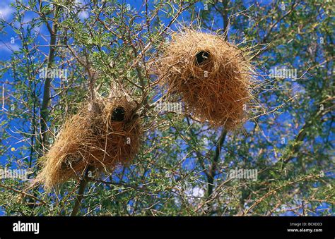 Sociable Weaver Philetairus Socius Communal Nest In A Tree Stock