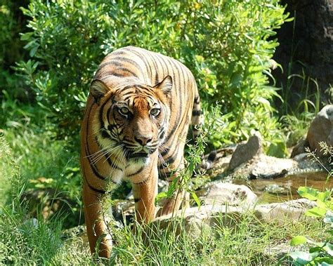 Jeep Safari In Ranthambore India Thrills