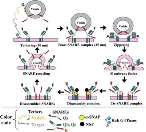 The Snare Cycle In Membrane Fusion Initial Interaction Open I