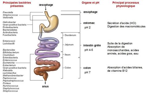 Le Microbiote Intestinal