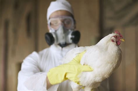 First ‘severe Human Case Of Bird Flu In Us