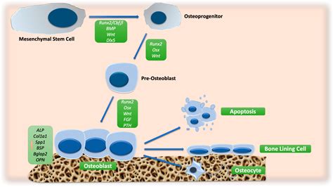 Ijms Free Full Text The Metabolic Features Of Osteoblasts