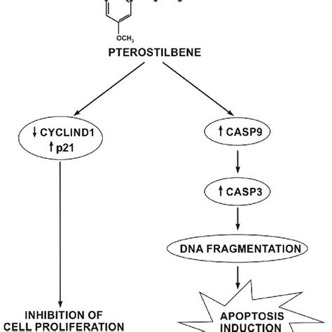 The Potential Mechanism Of Pterostilbene Action On Melanoma Cells