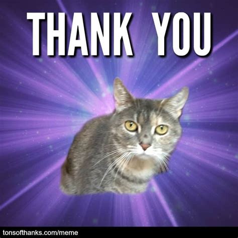 51 Nice Thank You Memes With Cats