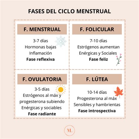 Etapas Del Ciclo Menstrual Dinami