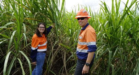 Technology Changes The Way Farmers Fertilise Their Cane Crops Great