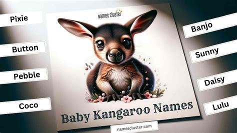 100+ Best and Unique Kangaroo Names in 2024