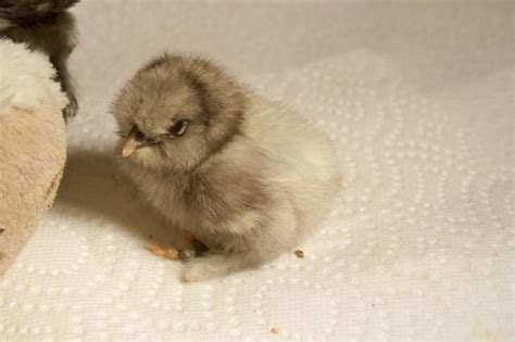 Black Silkie Parents 4 Baby Chicks Hatched 3 Black 1 White