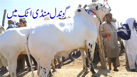 Gondal Mandi Attock Latest Update July Part Naseeb Ka Soda