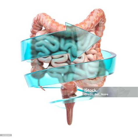 perlindungan sistem usus  pencernaan  konsep usus  sehat