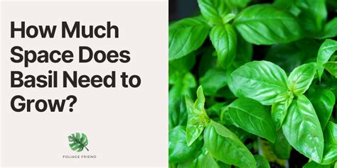 How Much Space Does Basil Need to Grow? (Fully Explained) - Foliage ...