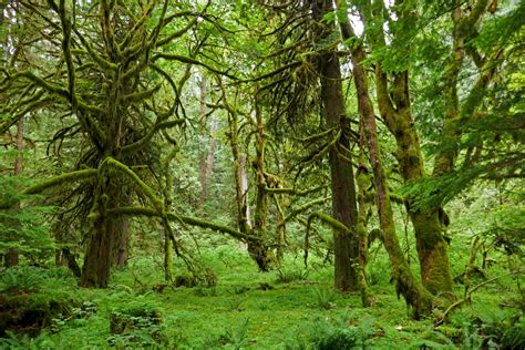 The Moss Covered Trees Of Olympic National Park Wa Oc 5472x3648