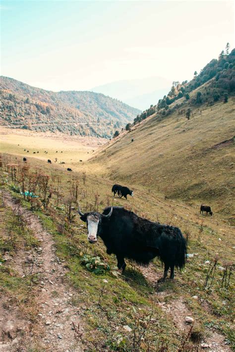 25 Incredible Photos That Will Inspire A Trip To Bhutan Linda Goes East