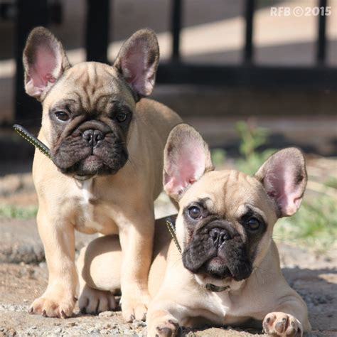 Tudo Sobre A Raça Bulldog Francês Tudo Sobre Cachorros