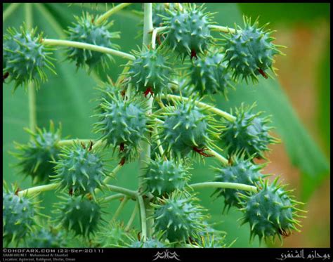 Top 10 Poisonous Plants Dengarden