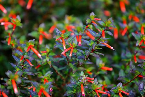 Cuphea Starfire Pink Cigar Plant Garden